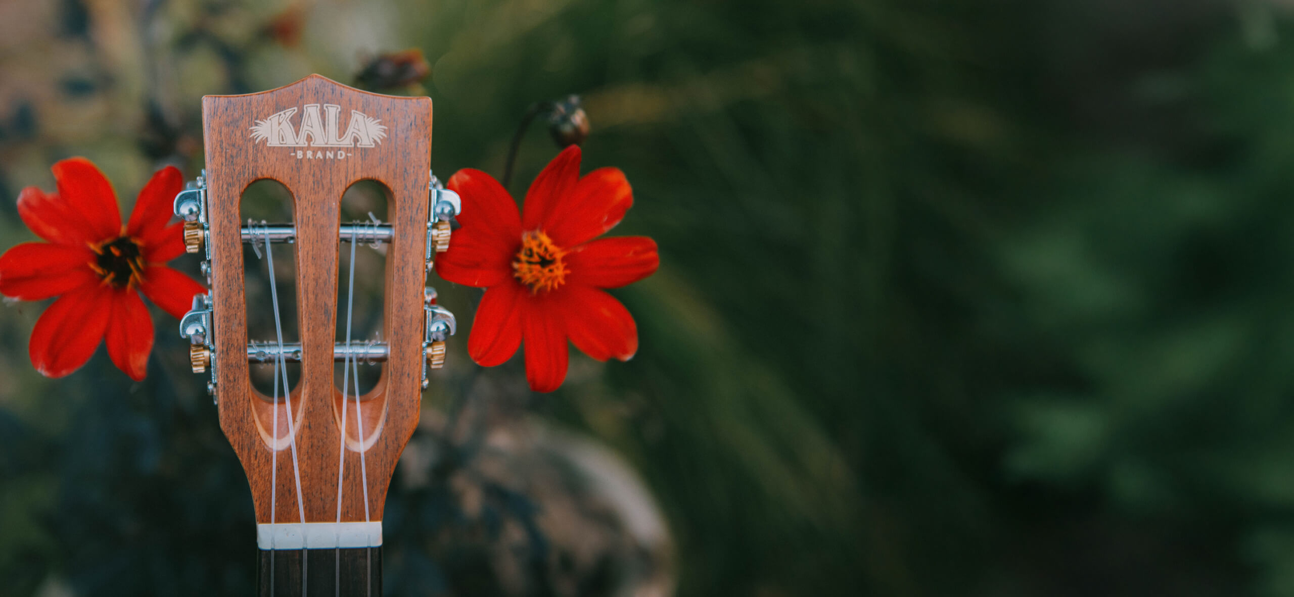 A blurry green background of a garden, with a ukelele in the foreground near some red flowers